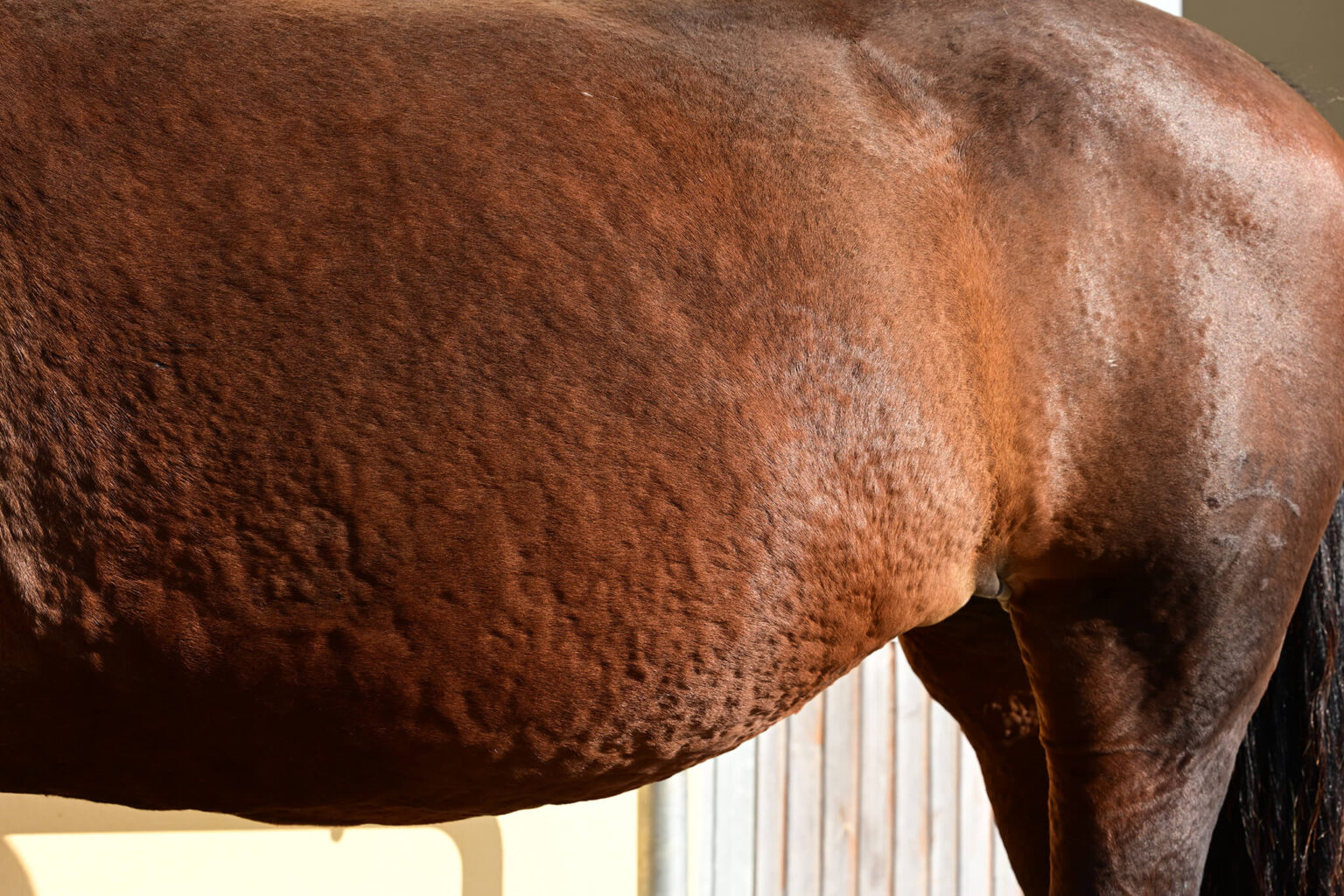 Horse With Skin Allergies Hives Horse With Skin Allergies Hives