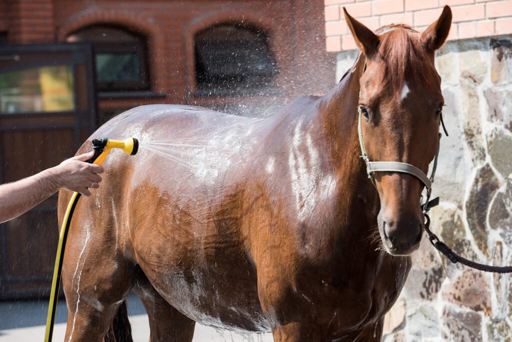 Understanding Anhidrosis In Horses