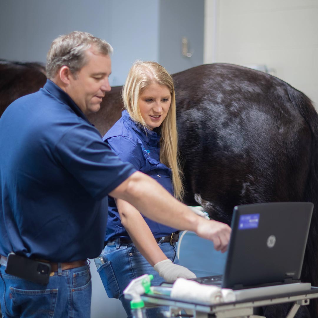 Equine Veterinarians Discussing Findings On Laptop