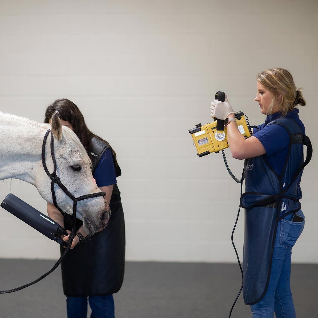 Equine Veterinarians Using Portable Xray Machine To Take Xray Of Horses Head