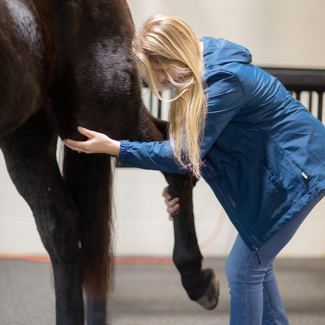 Female Veterinarian Examining Horses Joints