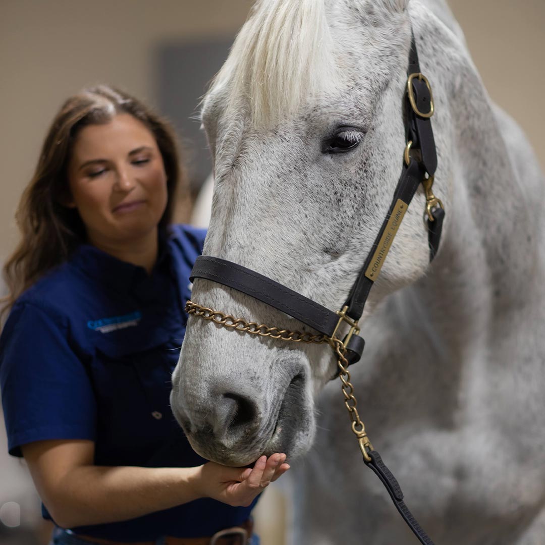 Female Veterinarian Holding Out Hand To Horses Snout