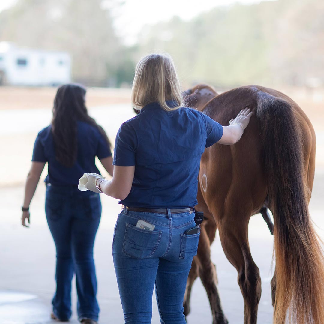 Female Veterinarians Escorting Horse Outside