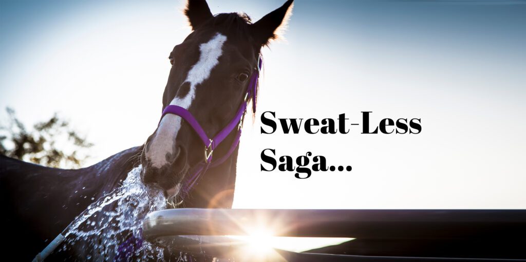 Horse Drinking From A Hose