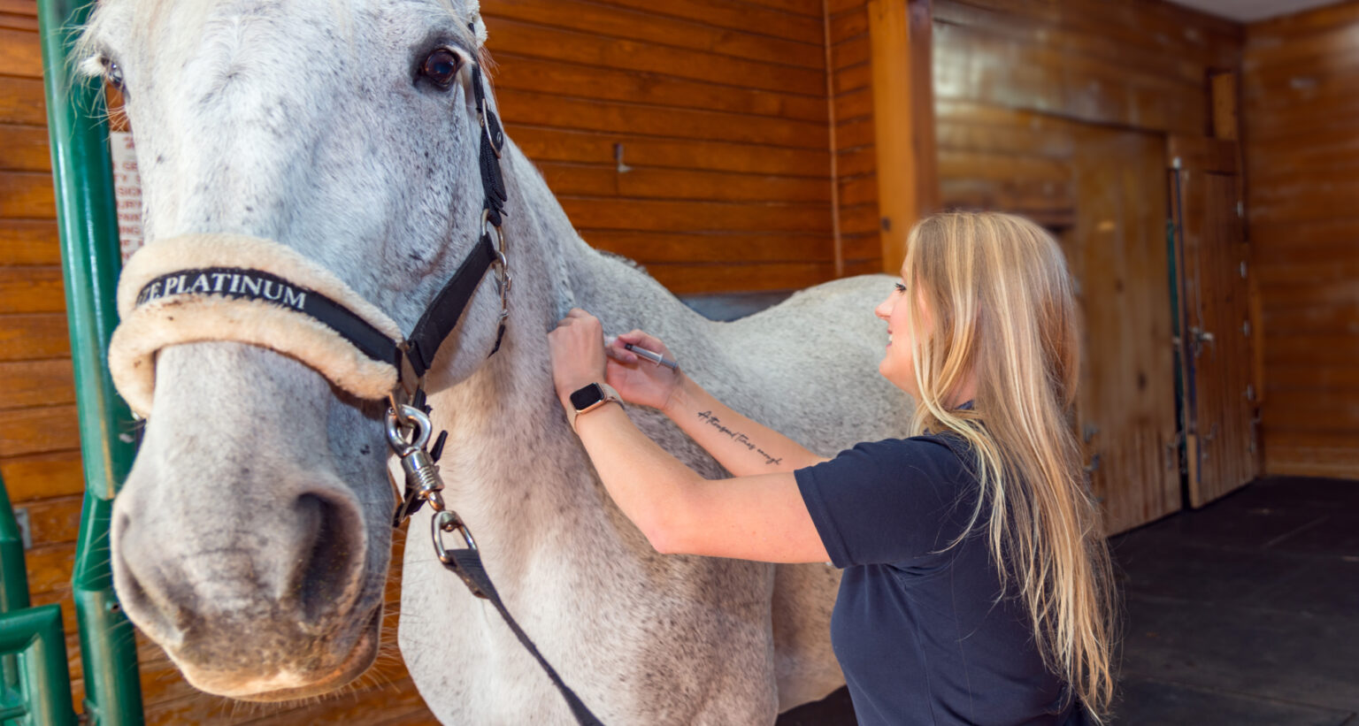 654a28fa45927b578955a0b9 Senior Horse Bloodwork 654a28fa45927b578955a0b9 Senior Horse Bloodwork