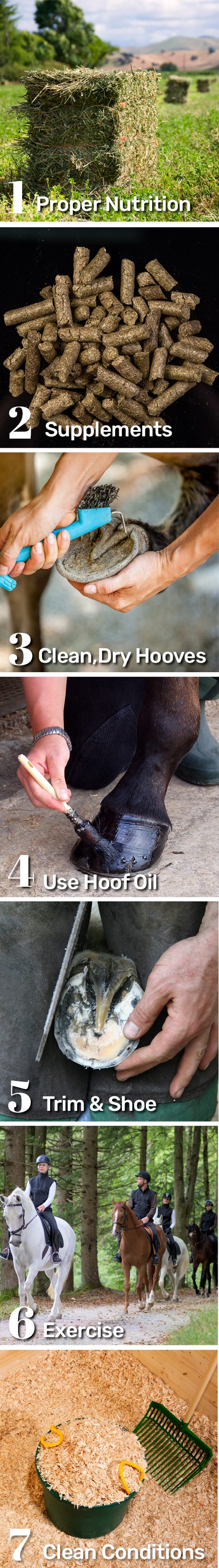 Proactive Hoof Care