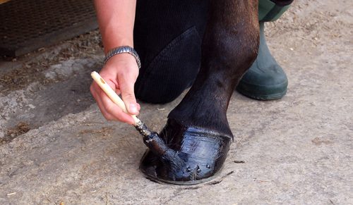 63b8f9720f35d3357fdd384d Hoofcare Thumbnail 63b8f9720f35d3357fdd384d Hoofcare Thumbnail