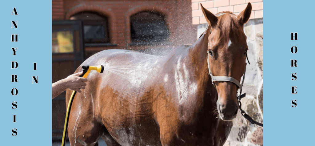 66d1d01749953dc01d22e195 A