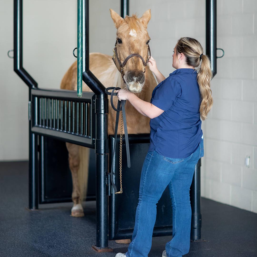 Caring For Equine