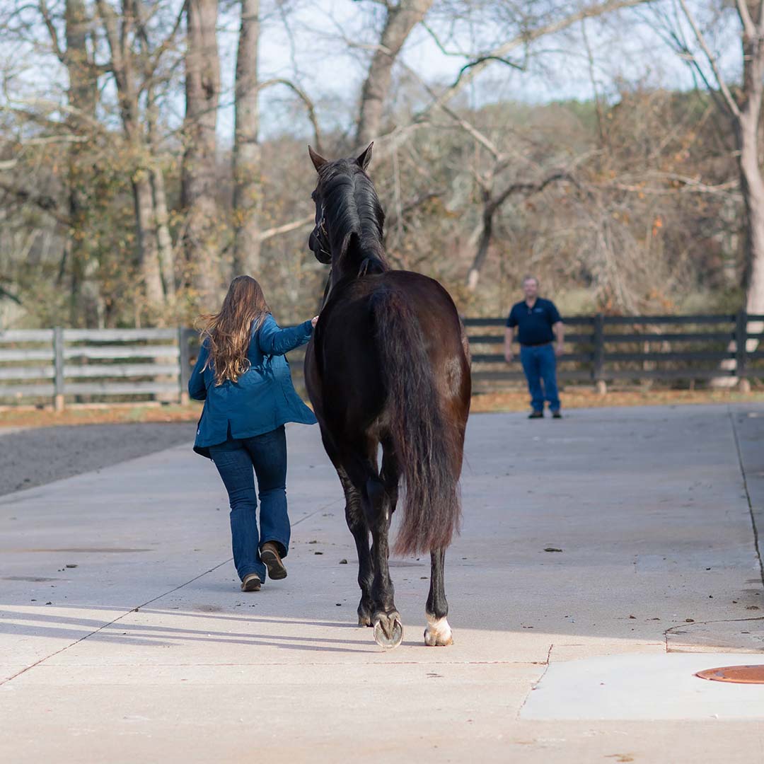 Horse Rehabilitation