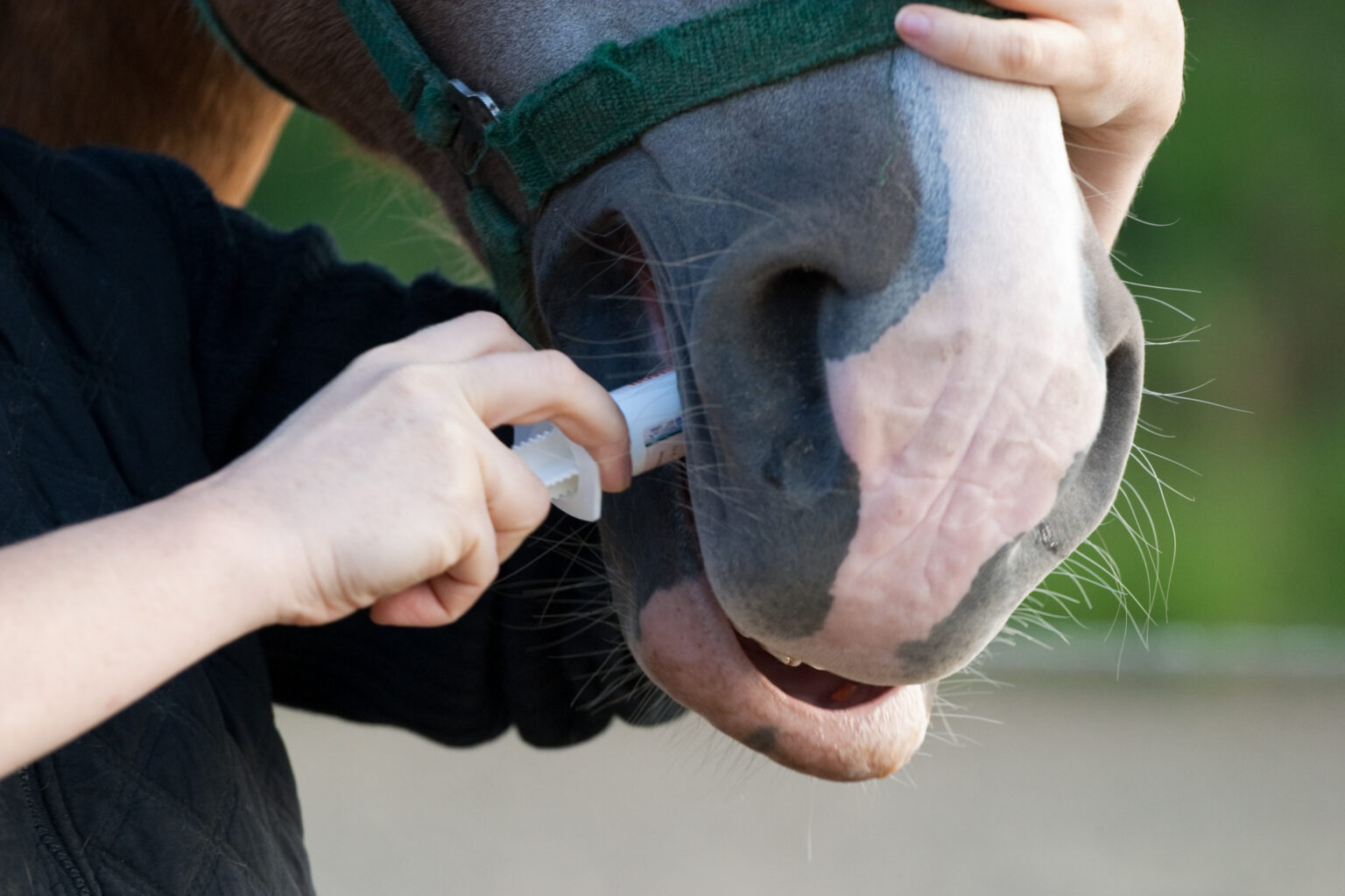 deworming paste given to a horse deworming paste given to a horse