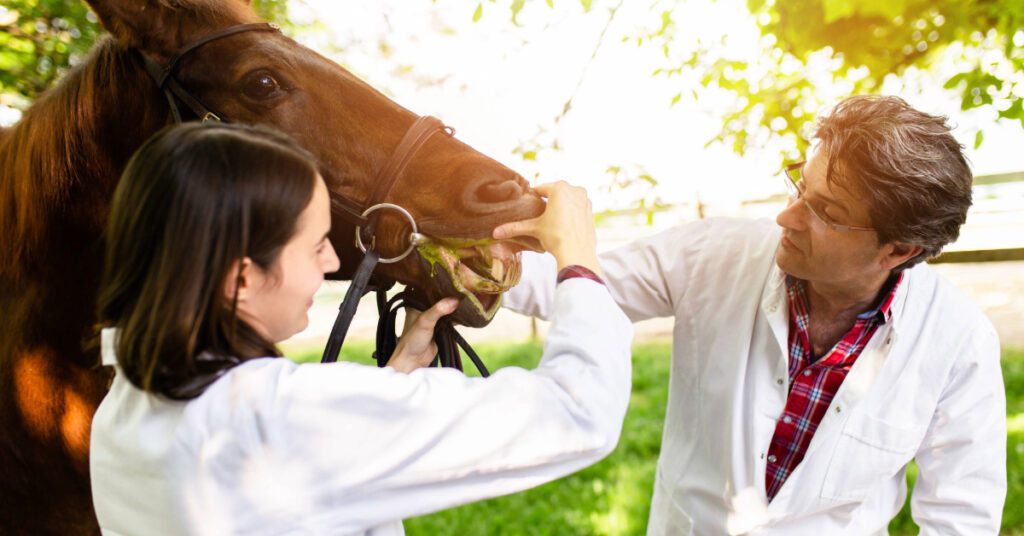 male and female equine vet checking horse's teeth