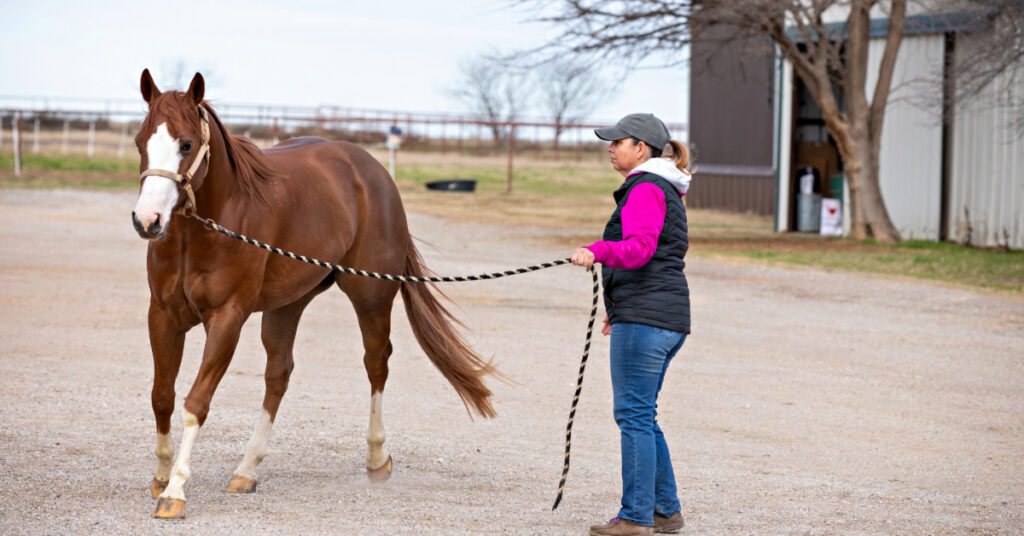 horse owner checking their horse's gait
