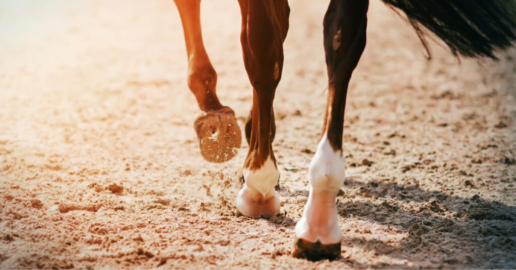 the feet of a black race horse galloping in a sandy area