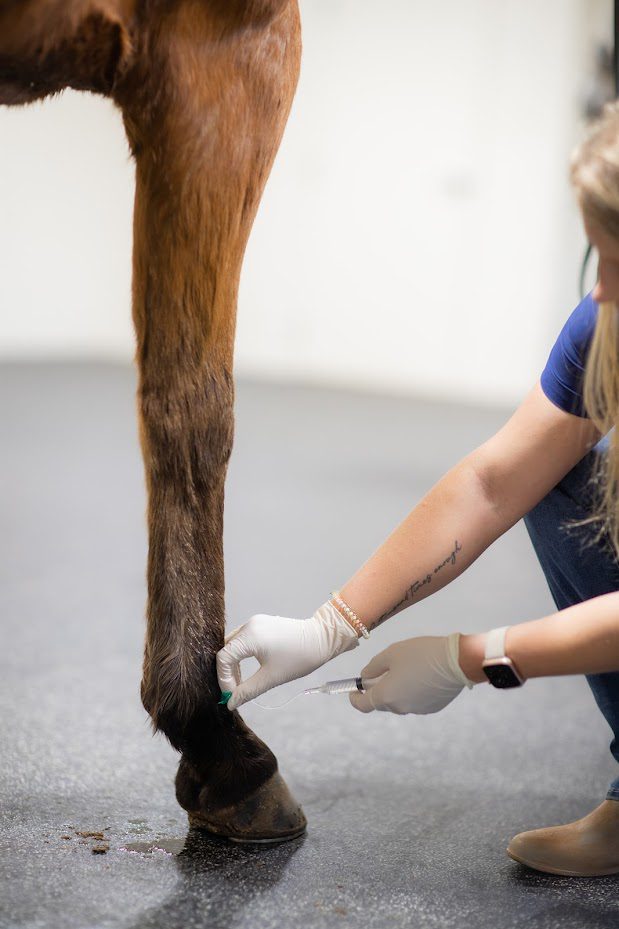 Equine Regenerative Medicine in Covington, GA