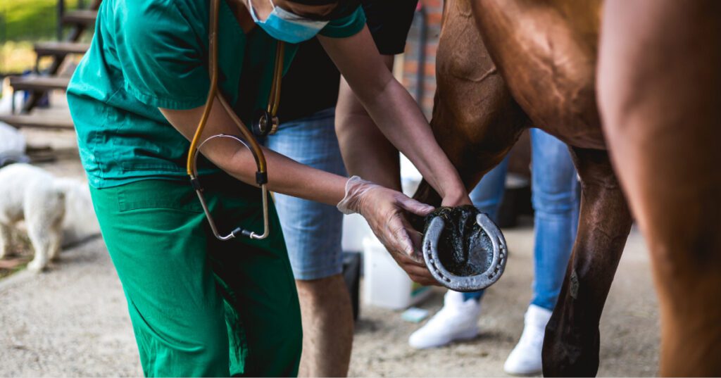 vet examining horse's hoof