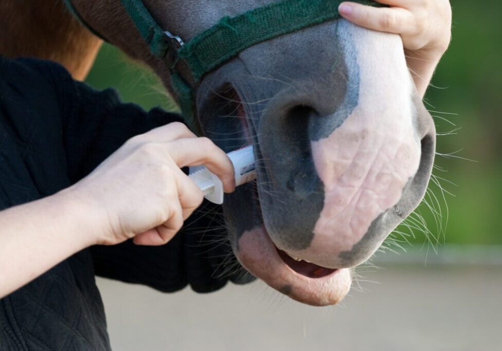 deworming paste given to a horse