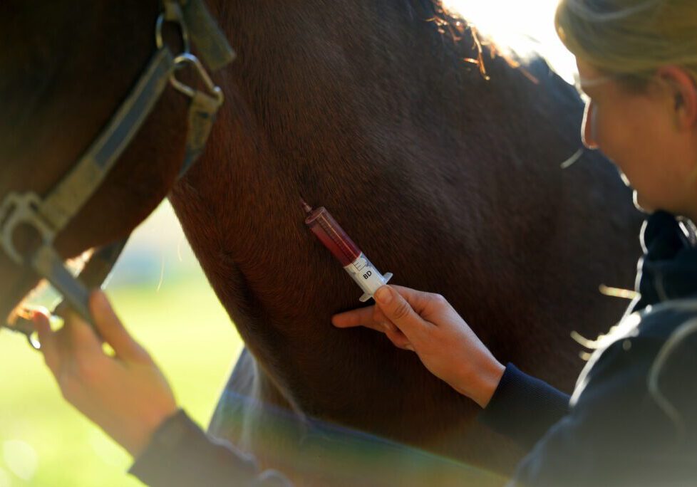 horse getting blood drawn