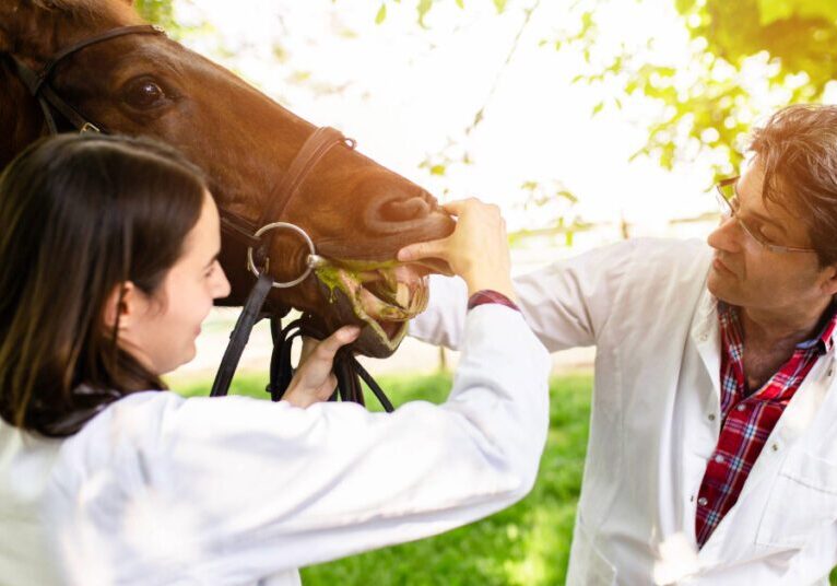 male and female equine vet checking horse's teeth