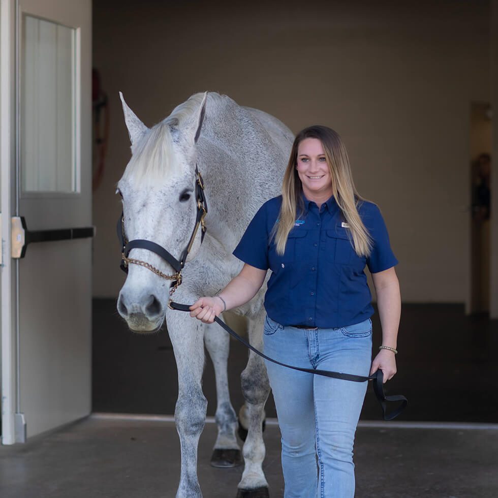 Female Equine Vet Leading Horse Out Of Barn