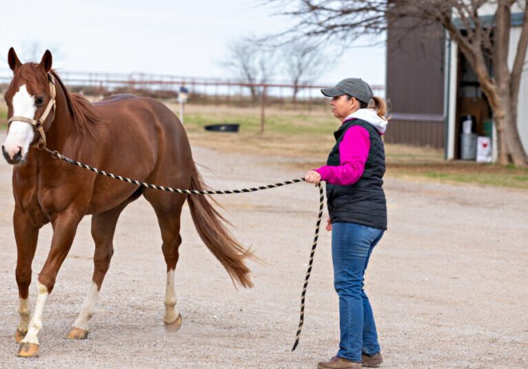 horse owner checking their horse's gait