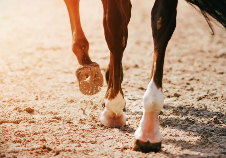 the feet of a black race horse galloping in a sandy area