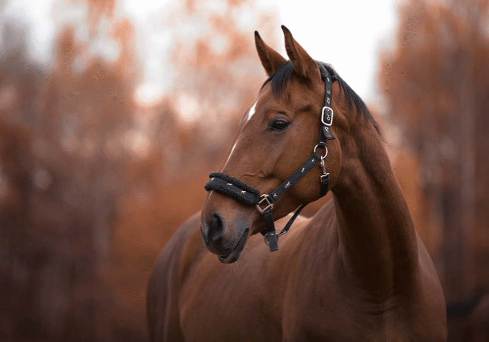Horse Brown