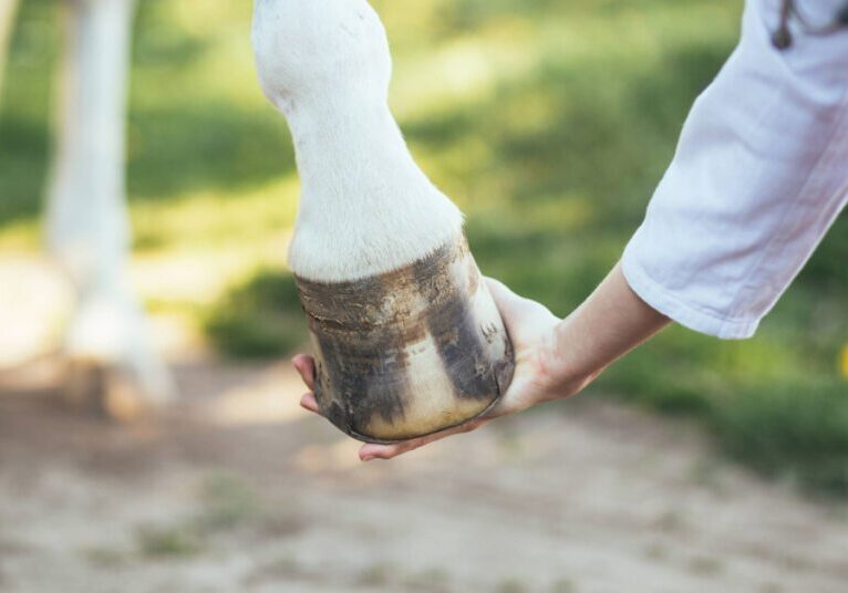 close up of vet examining horse's hoof