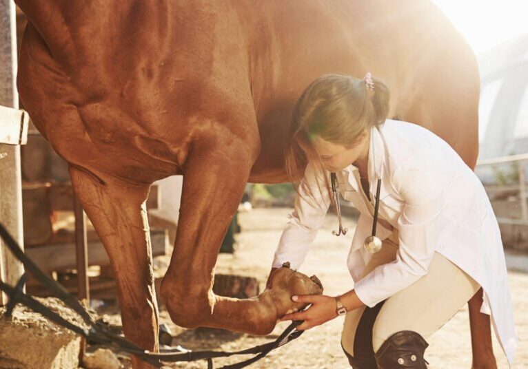 female equine vet examining horse's hooves