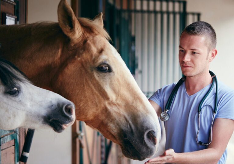 male vet examining horses in a stable