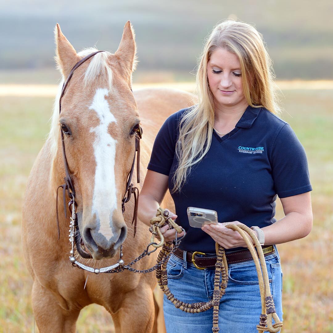 female equine veterinarian looking at smartphone while holding horses reigns