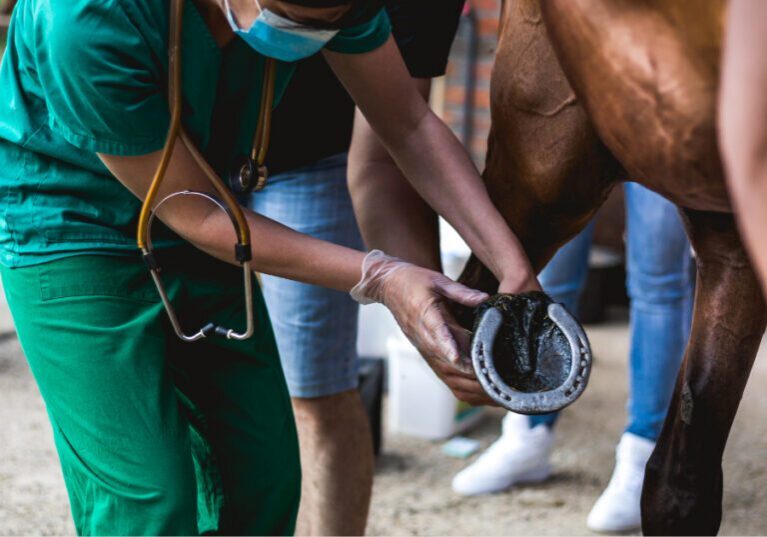 vet examining horse's hoof