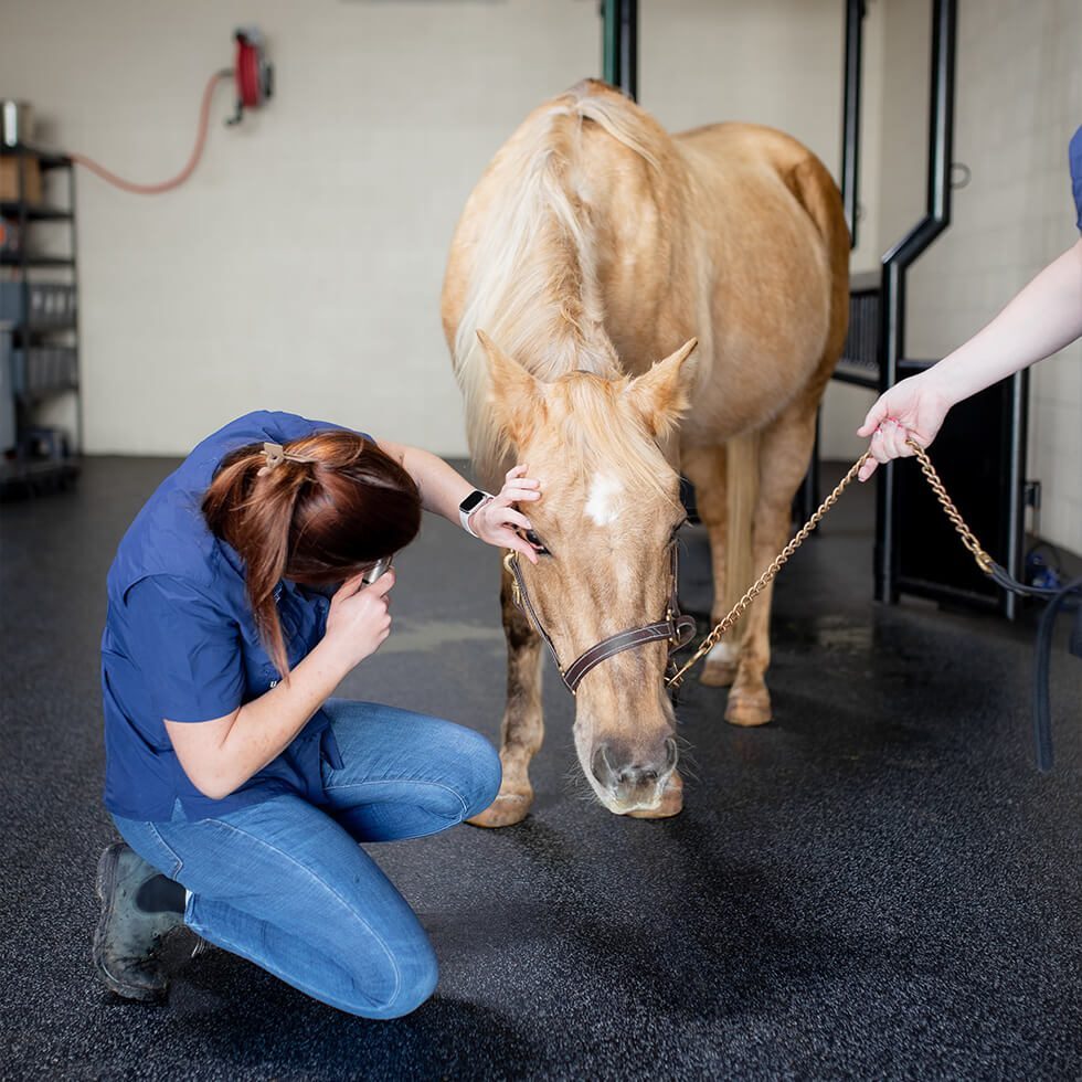 Vet Examining Palomino Horse's Eye